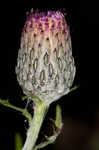 Swamp thistle